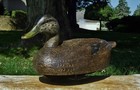 RARE HIGH-HEAD BLACK DUCK ~AMAZING 100% ORIG c1938 BEN SCHMIDT RIGGED WOOD DECOY — photo 9