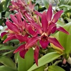 15+ seeds Orchid SunCoast house plant garden flowers easy to grow
