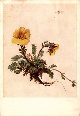 MORITZ MICHAEL DAFFINGER, Geum reptans, Kriechend Postcard | eBay