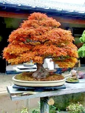 20 Trident Maple Tree Seeds Acer buergerianum Hardy Fall Colors Bonsai Plant