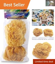 Unbleached Natural Sea Sponges 5-5.5" 2pc Pack for Creative Painting  Texturing