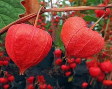 Red Physalis Ground Cherry Seedss Physalis angulata 2.000 Seedss