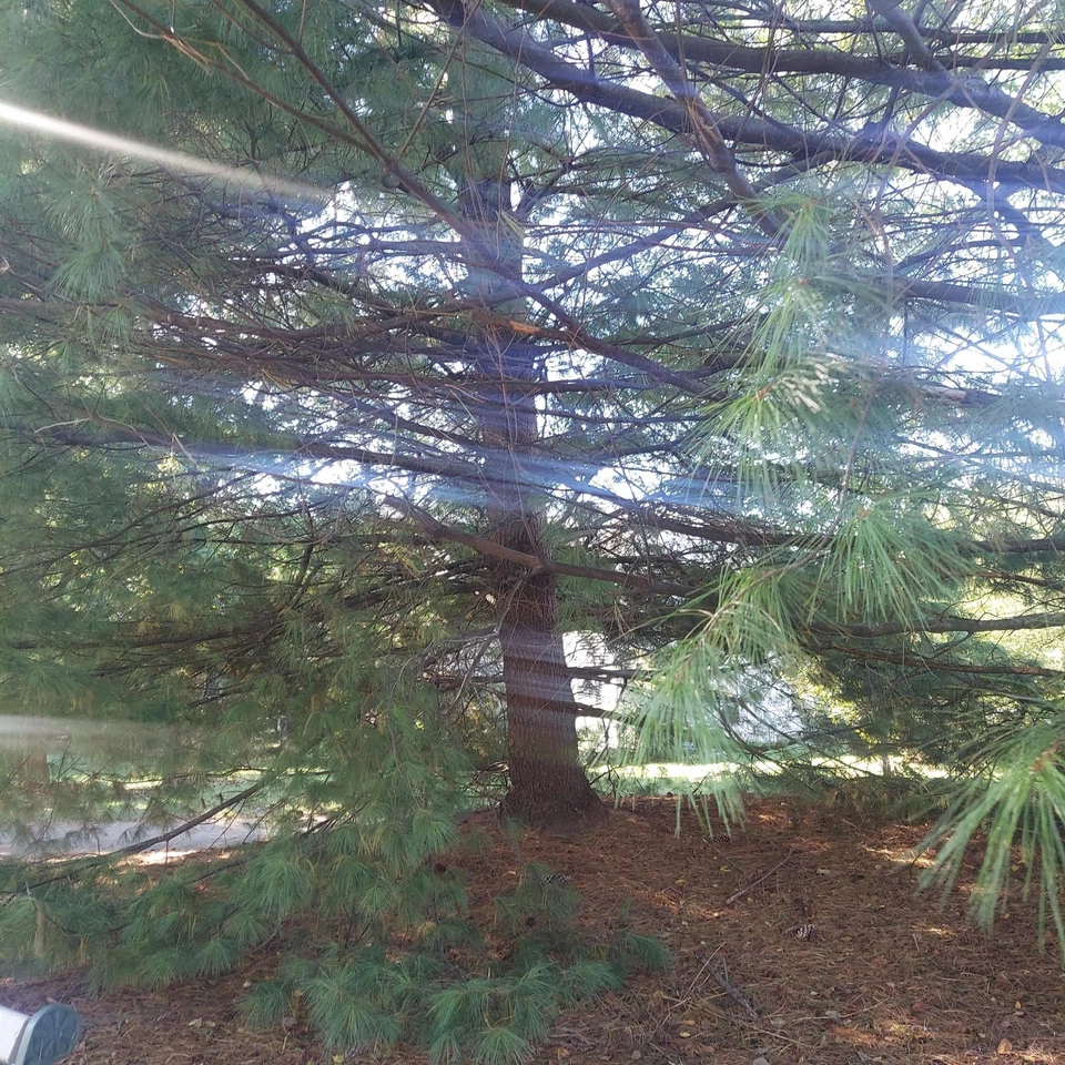 Juego de 40 conos de pino blanco oriental fresco XL de 7" para manualidades y decoración navideña Foto 3 de 4