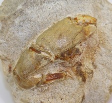 Crab, Protocallianassa faujasi, Cretaceous, Campan, Coesfeld, Germany -m401