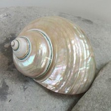 Pearl Polished Jade Turbo Seashell | Mother of Pearl Shells