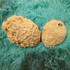 2  Natural White Brain  Corals + 5 Surprise Shells/corals