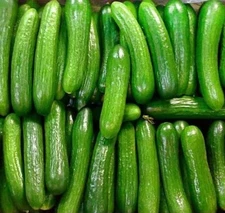 30 Alpha Cucumber Seeds for Planting Persian Beit Alpha Cucumis sativus