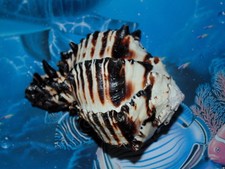 3-1/2" to 5" BLACK MUREX  SEA SHELL BEACH DECOR TROPICAL AQUARIUM  CRAFT