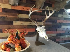 Amazeen Outdoors Table Top Mount European Skull Hanger Deer Hook Metal Steel