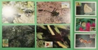 DR WHO TAIWAN CHINA 7 FDC MAXIMUM CARD BUTTERFLY/DRAGONFLY R63126