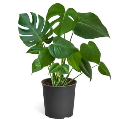 monstera obliqua dehner Monstera Obliqua Peru is a rare, iconic Aroid for collectors main image 0