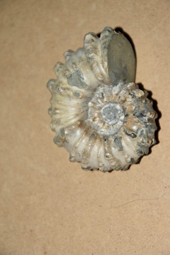 ammonite Douvilleiceras mammilatum  albien de Mahajanga Madagascar - Bild 2 von 6