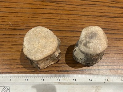 zwei schöne Mosasaurus Wirbel aus Texas