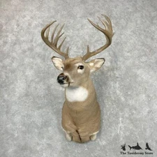 #24551 E+ | Whitetail Deer Taxidermy Shoulder Mount For Sale