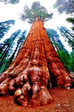California Coast Redwood Seeds Giant Sequoia Bonsai "TALLEST TREE in the WORLD!"
