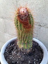 Coleocephalocereus Brevicylindricus Buiningia Purpureus Brazilian ColumnarCactus