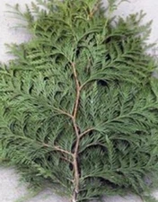 Organic Red western Cedar bough's branches 3 lbs 