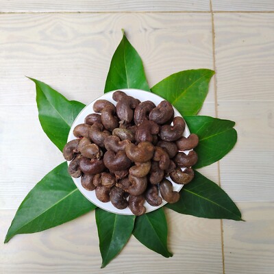 CASHEW NUT Seeds ANACARDIUM OCCIDENTALE Premium Ceylon Organic