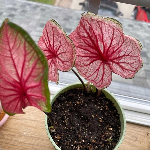 'Sizzle' Caladium – Vibrant Dance of Colors (2 Bulbs) - Picture 5 of 9
