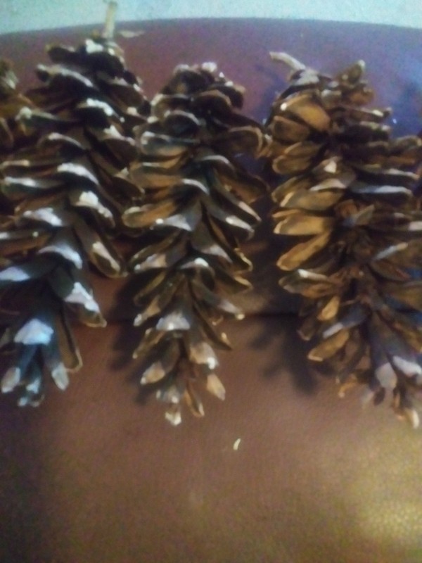 Eastern  White Pinecones 24