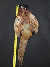 Rooster RINGNECK PHEASANT SKIN 2 Wings Tail FLY TYING Materials CRAFT Feathers