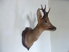 Taxidermy Roe Doe Deer With Antlers Head Mounted Oak Shield French Antique B 2