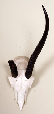 Schönes Springbockgehörn Springbok Trophy