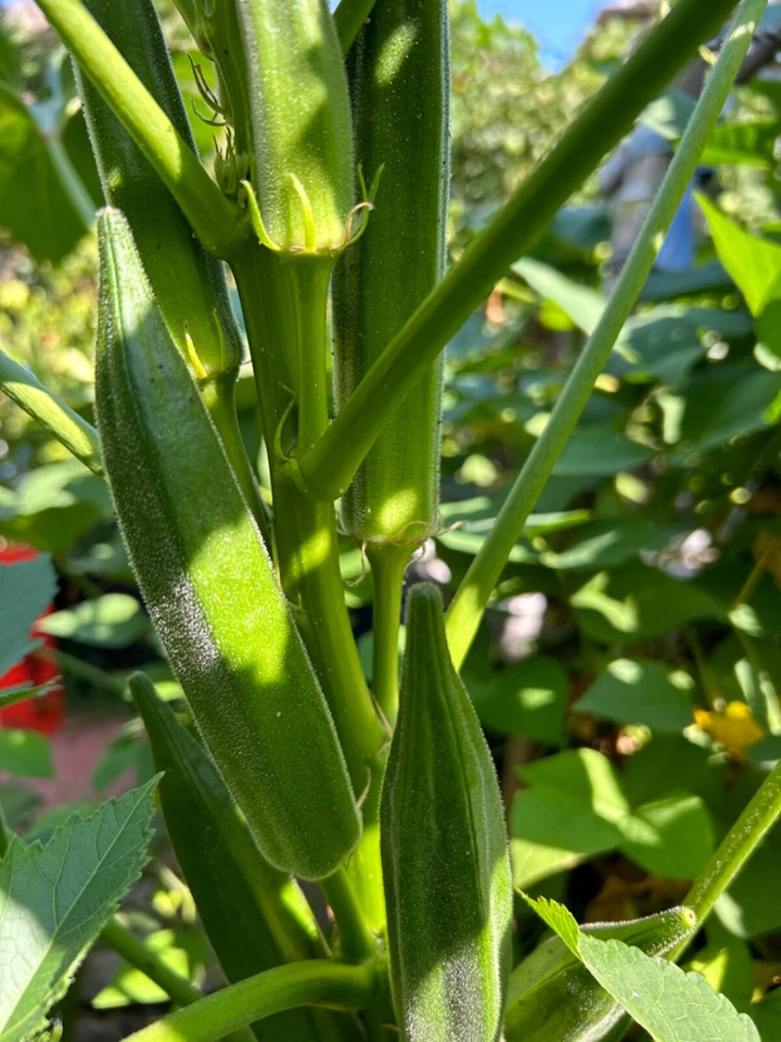 40+ Cajun Dream Okra Seeds Prolific Non-GMO - Image 3 of 4