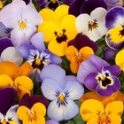 Viola- Bambini Mix, 125 seeds | TSC: Heirloom & OP seeds, non-GMO, Untreated)