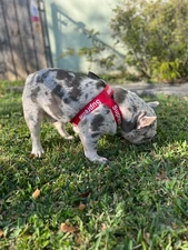 Luxury Dog Harness for Small Medium Large Dogs – Adjustable Comfortable Stylish