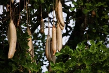 10 Sausage Tree Seeds Kigelia africana