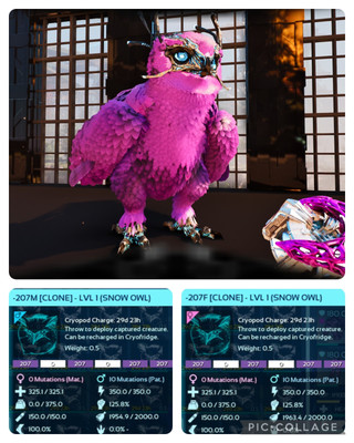 ark survival ascended pve SOLID ID207 LEVEL 1 SNOW OWL CLONES