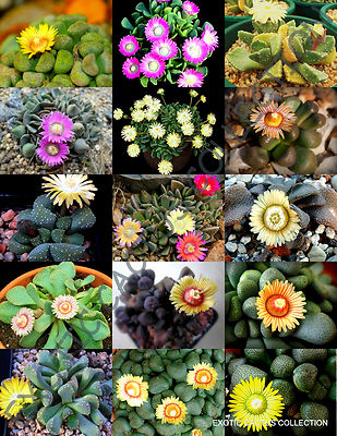 Argyroderma Subalbum / 20 Seeds Per Pack - Foto 2