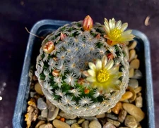 Mammillaria duwei, cactus plant
