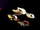 CYMATIUM SET (FEMORALE, DUNKERI, GRANDIMACULATUM, PILEARE) — photo 2