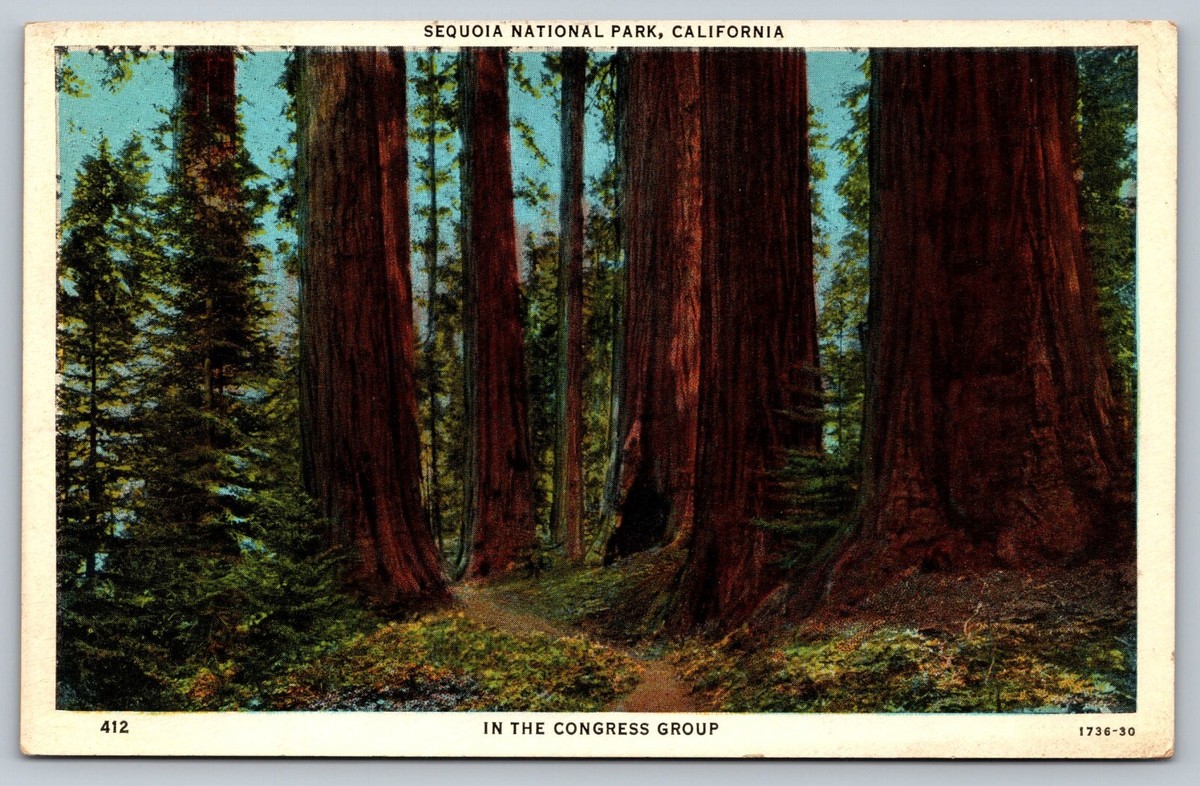 Sequoia National Park CA In the Congress Group Giant Sequoia