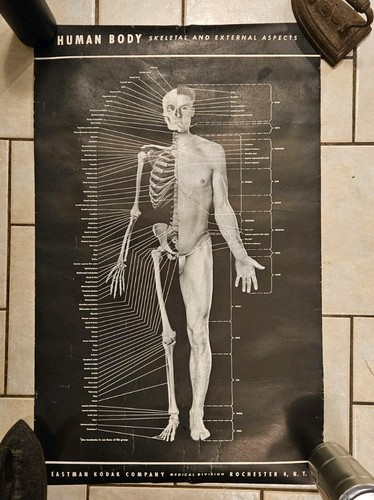 Vintage 1940s Original - Early Human Body Poster by Eastman Kodak Company 
