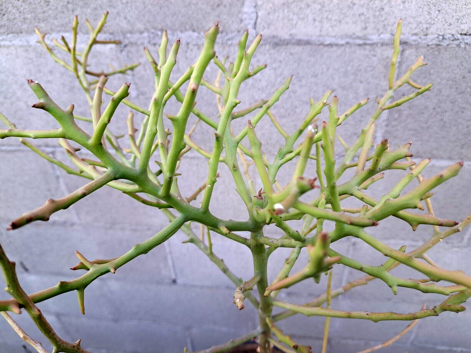 Euphorbia Briar Patch Tree Plant Hybrid Tirucalli x Stenoclada 25