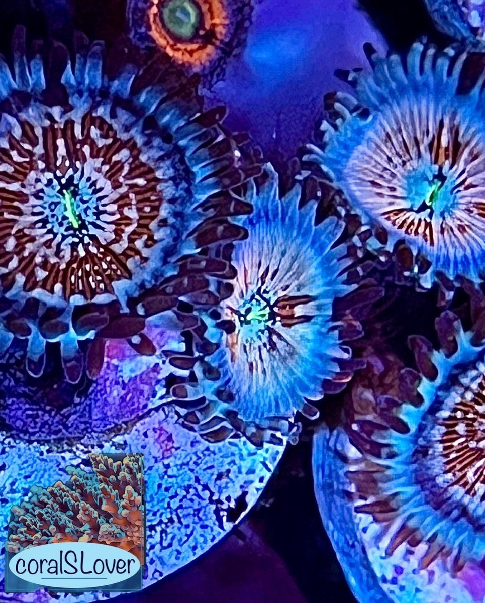 Coralꪔ̤̫ live coral White Zombie Zoanthids – High-End. One head, by
