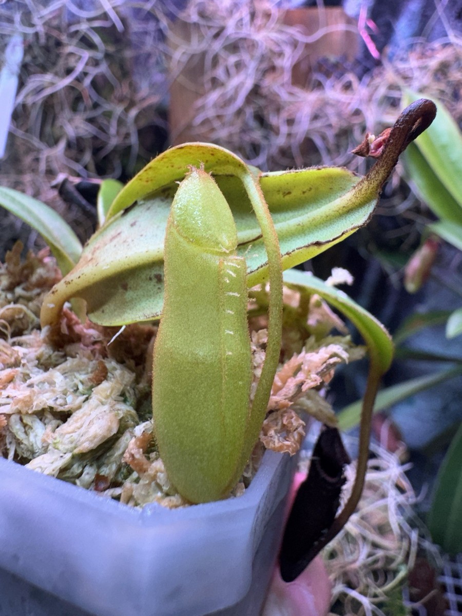 Nepenthes Edwardsiana X Macrophylla sg | eBay