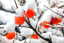 30 Date Plum Tree Seeds for Planting - Diospyros Lotus