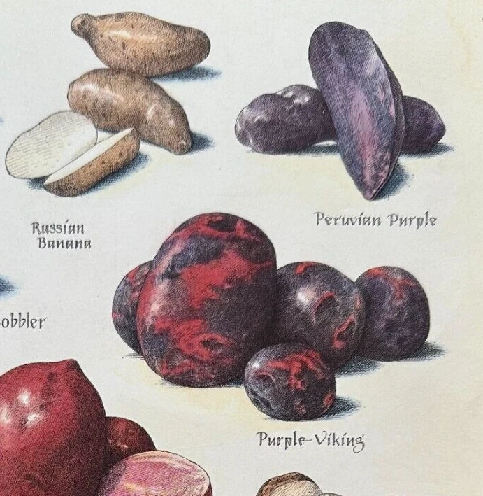 Cooks Illustrated Back Cover Only Kitchen Art John Burgoyne : POTATOES - Image 3 of 4