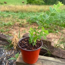 Baptisia alba - White Wild Indigo - Seed Grown Plant - 6 Inch Pot
