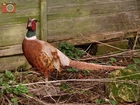 LIFE SIZE PHEASANT. Indoor or Outdoor Garden Ornament, Vivid Arts Real Life!