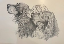 Gordon Irish English Setter