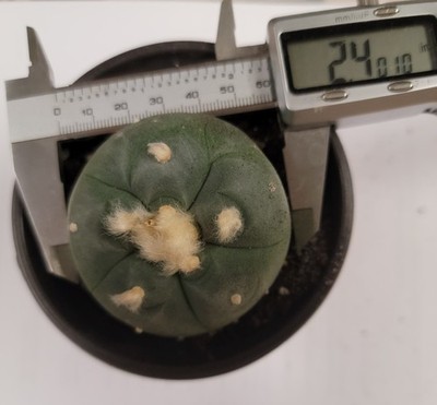 Rare Cactus LW w/ roots Button Cactus Wil.  Flower Size seed grown