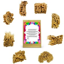 Art Sponges 8Pc Set, Natural Unbleached, Painting Texturing Pottery, Brown