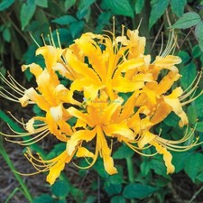 Imp. Lycoris Lily  Bulbs For Home Gardening Planting ( Yellow, Pack of 3)