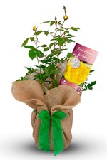 Happy Birthday Rose Bush - Gift Wrapped with Huge Bow - Celebrate A Birthday