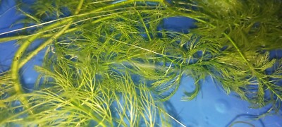 Hornwort - MINIMUM ORDER (8 plants)